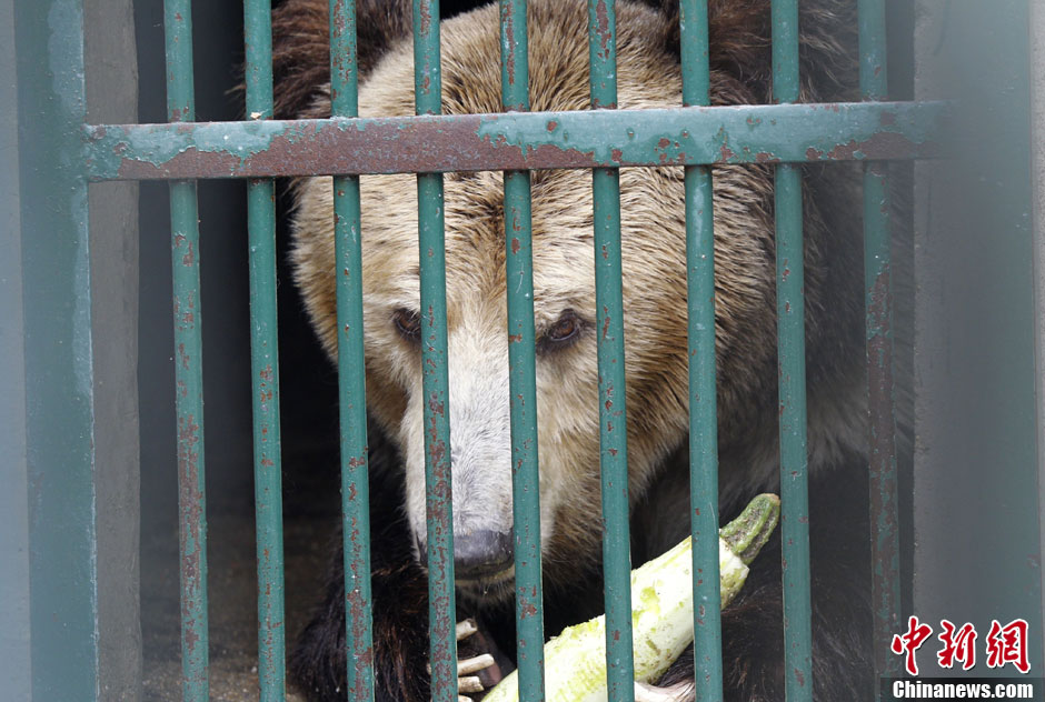 6月19日，河南鄭州，新密市動物園咬死飼養(yǎng)員的肇事棕熊被暫押在鄭州動物園內(nèi)，該熊“臥室”周圍被三重鋼