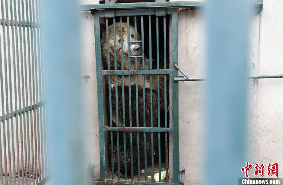 6月19日，河南鄭州，新密市動物園咬死飼養(yǎng)員的肇事棕熊被暫押在鄭州動物園內(nèi)，該熊“臥室”周圍被三重鋼