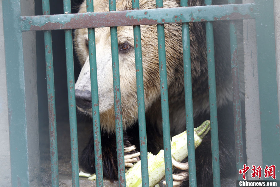 6月19日，河南鄭州，新密市動物園咬死飼養(yǎng)員的肇事棕熊被暫押在鄭州動物園內(nèi)，該熊“臥室”周圍被三重鋼