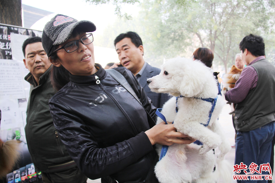 一只貴賓犬在賣萌。