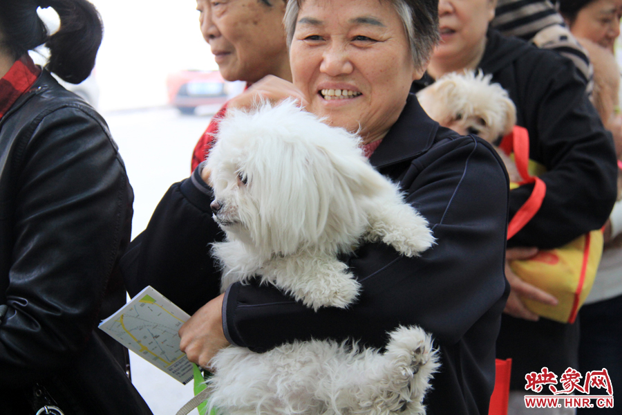 一只可愛的中華田園犬