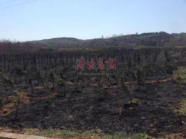 濟(jì)源一村民上墳燒紙引發(fā)火災(zāi) 種植地被燒成黑土地