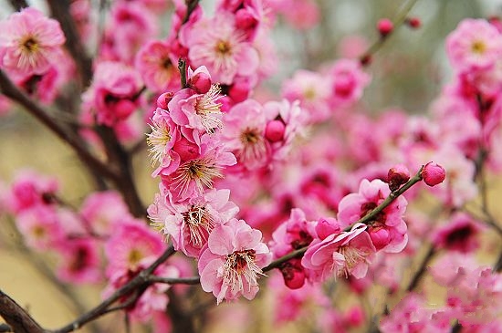 春季踏青賞花綠博園 罕見(jiàn)綠梅惹人愛(ài)