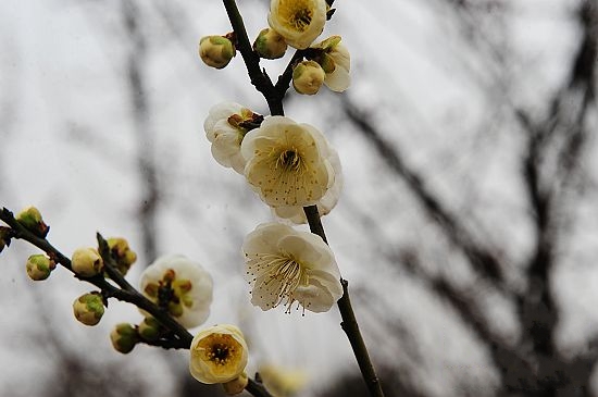 春季踏青賞花綠博園 罕見(jiàn)綠梅惹人愛(ài)