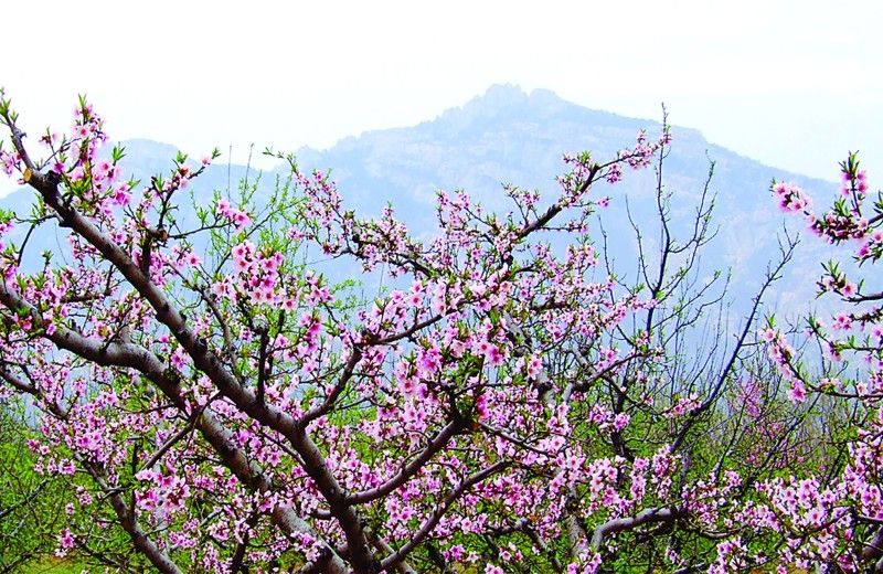 嶧山萬畝桃園