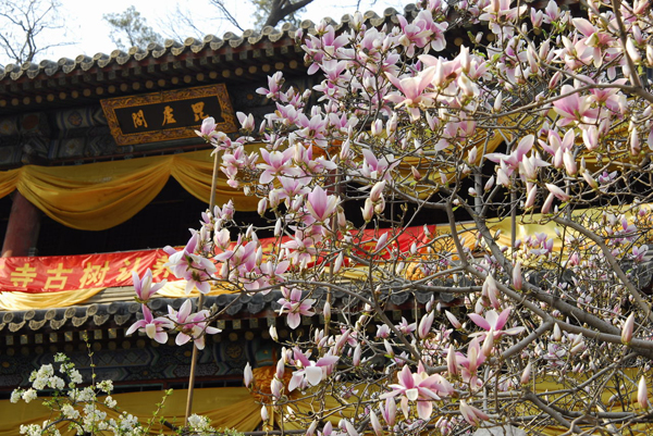 正是踏青賞花時(shí) 京華何處賞玉蘭