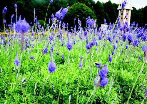 　　日月潭九族文化村內(nèi)水沙連歐洲花園園區(qū)內(nèi)數(shù)十萬(wàn)株熏衣草,已開(kāi)得美不勝收,令游客陶醉。