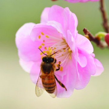 　　花開(kāi)又一春