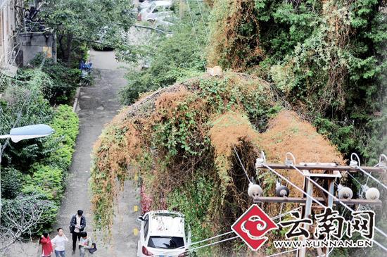 小貓蹲在一根纏滿了藤蔓的樹枝上。