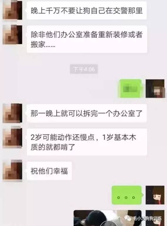 薩摩耶混吃混喝1個月 交警隊尋主人:我們被吃窮了