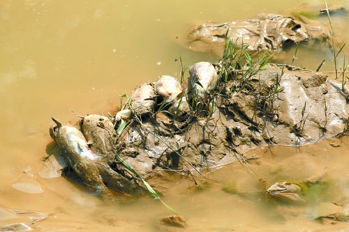 　黃河引水支渠漂流的死魚(yú)