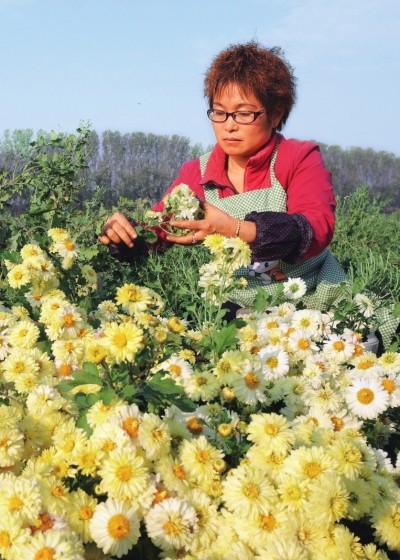 縣正是懷菊開放時(shí)