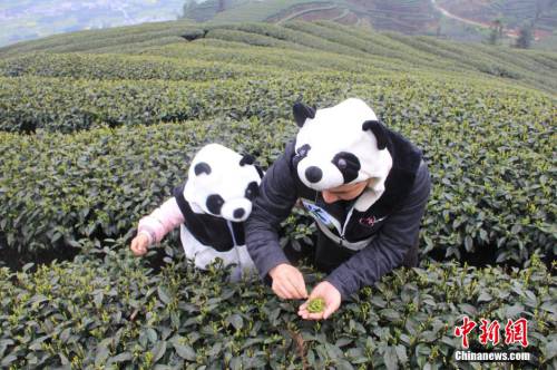 四川天價“熊貓茶”春茶三月首采