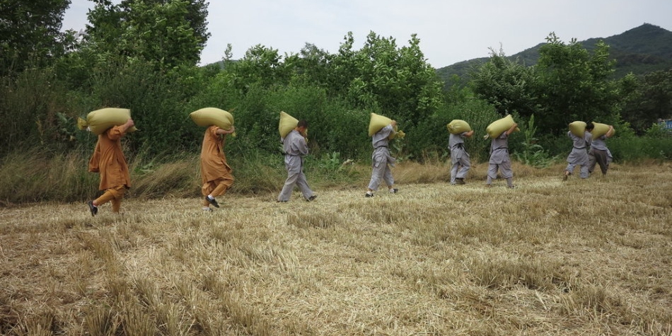 少林武僧進(jìn)田間收果實(shí)