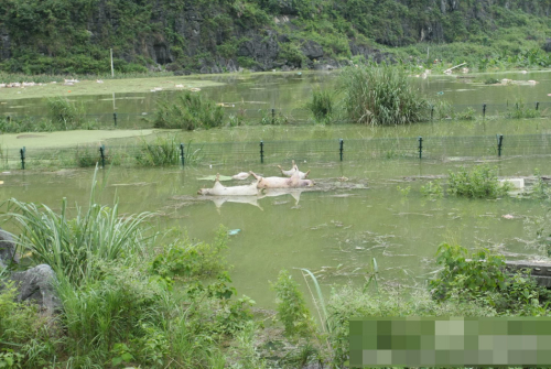 1萬余頭死豬浸泡水中