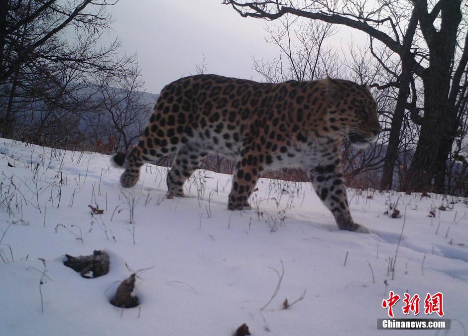 黑龍江老爺嶺保護(hù)區(qū)多次拍到野生東北虎、豹影像