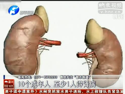 10個(gè)成年人 至少1人得腎病