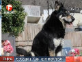 忠犬自己找到主人墳?zāi)?在其旁守護(hù)6年