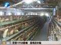 同受H7N9影響 蛋雞沒補貼